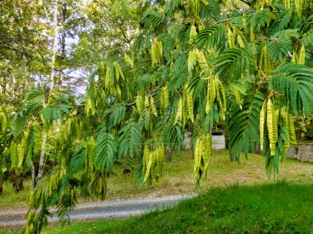 Foto de Hojas y vainas de semillas del árbol de seda persa o Mimosa (Albizia julibrissin
) - Imagen libre de derechos