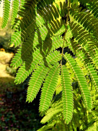 Foto de Primer plano de las hojas del árbol de seda persa o Mimosa (Albizia julibrissin
) - Imagen libre de derechos