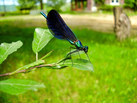 Photo for Close up of a Blue Dragonfly - Beautiful Demoiselle, perched on a leaf - Royalty Free Image