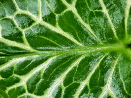 Photo for Close up of the glossy arrow shaped leaf of the Cuckoo Pint plant (Arum Maculatum) after rainfall, also known as Lords and Ladies - Royalty Free Image