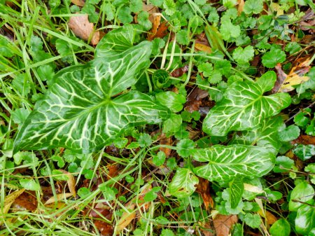 Photo for Cuckoo Pint plant (Arum Maculatum) after rainfall, also known as Lords and Ladies - Royalty Free Image