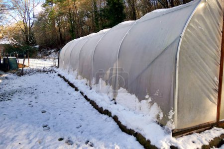 Photo for Polytunnel lit up by the morning sun following an overnight snowfall - Royalty Free Image
