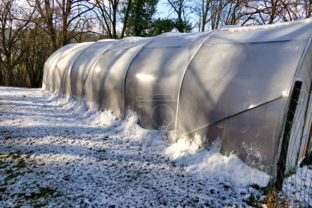 Photo for Polytunnel lit up by the morning sun following an overnight snowfall - Royalty Free Image