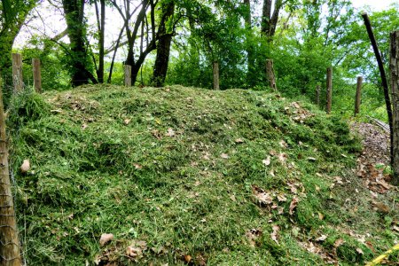 Foto de Esquejes de hierba fresca inclinados sobre un montón de compost - Imagen libre de derechos