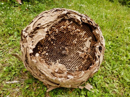 Enorme avispón asiático (Vespa velutina) nido retirado de un desván durante las renovaciones del techo