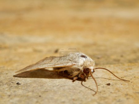 Treble Lines Moth (Charanyca trigrammica) trouvé sur un plancher de véranda en Dordogne, France