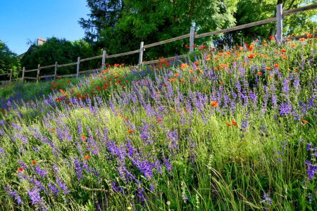 Foto de Un banco de flores silvestres que comprende, principalmente de la amapola común (papaver rhoeas) y Wild Clary (Salvia verbenaca), brillando en el sol de la madrugada - Imagen libre de derechos