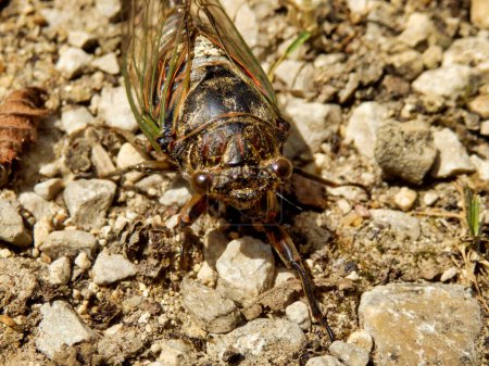 Photo for Male European Cicada (Lyristes plebejus) found in the Dordogne, France. This is the largest cicada to be found in France and is known as the Great Cicada - Royalty Free Image