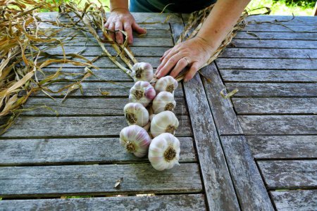 Photo for Home grown garlic being plaited after drying in the sun - Royalty Free Image