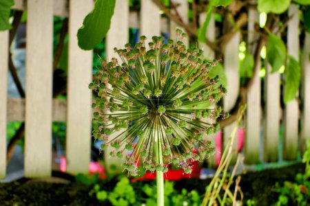 Téléchargez les photos : Oignon ornemental géant - Inflorescence périanthe après la floraison - en image libre de droit