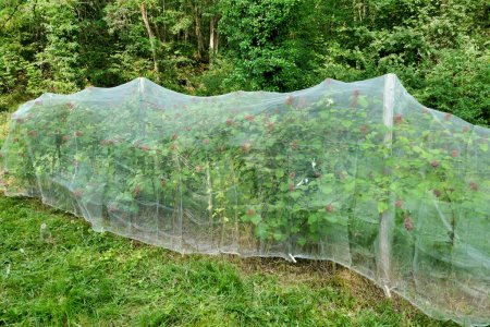 Netting put over wineberry plants to protect the berries from the birds