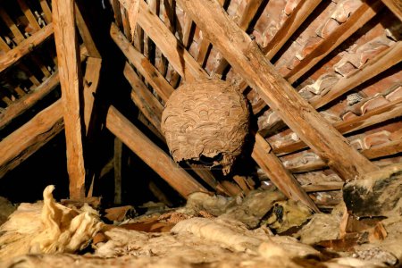 Téléchargez les photos : Énorme nid de frelons asiatiques (Vespa velutina) découvert dans le grenier lors des rénovations du toit - en image libre de droit