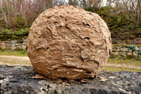 Téléchargez les photos : Énorme nid de frelons asiatiques (Vespa velutina) découvert dans le grenier lors des rénovations du toit - en image libre de droit