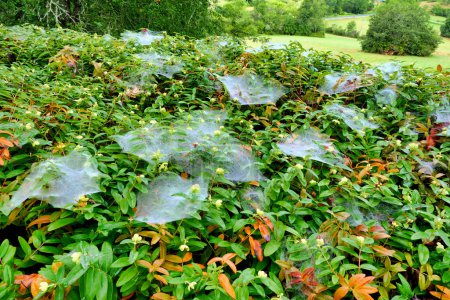 Foto de Banco de ciclamen cubierto de telas de la araña tejedora de la hamaca (Linyfia triangularis) y destacado por la humedad de una niebla de la mañana temprano - Imagen libre de derechos
