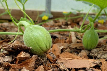 Photo for Baby Charantais melons found growing on top of bark chippings in a polytunnel - Royalty Free Image