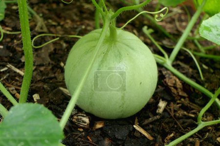 Photo for Charantais melon growing in a melon bed in a polytunnel - Royalty Free Image