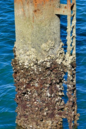 Téléchargez les photos : Ancien marégraphe couvert de bernacles, situé au bord de la jetée Thiers dans la station de vacances populaire d'Arcachon en Gironde, France - en image libre de droit