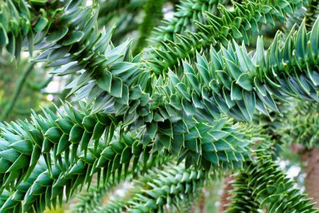 Téléchargez les photos : Gros plan des feuilles pointues d'Araucaria araucana, également connu sous le nom de Singe Puzzle Tree - en image libre de droit