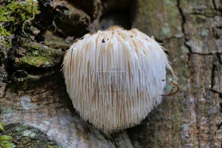 Photo for Lions Mane mushroom (Hericium erinaceus) also known as Bearded Hedgehog Mushroom, known for its health benefits - Royalty Free Image
