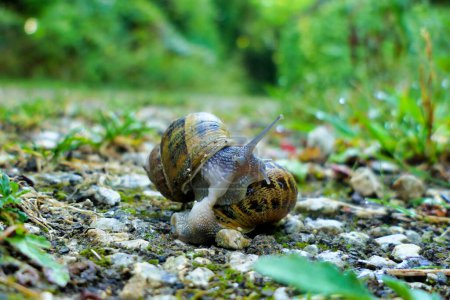 Téléchargez les photos : Gros plan sur l'accouplement des escargots de jardin (Cornu aspersum) sous la pluie - en image libre de droit