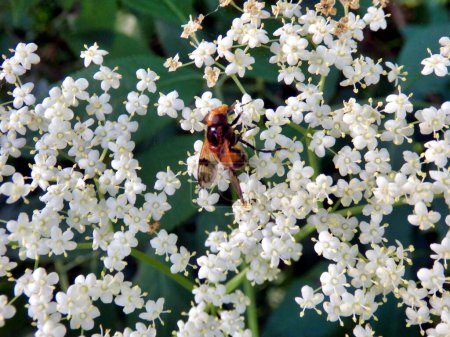 Téléchargez les photos : Volucella inflata se nourrissant du pollen d'une fleur de sureau (Sambucus nigra) - en image libre de droit