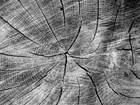 Photo for Black and white photo of a close up of a cross section of an oak tree, showing rings and cracking - Royalty Free Image
