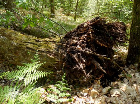 Upturned root of a Sweet Chestnut tree brought down by storm force winds