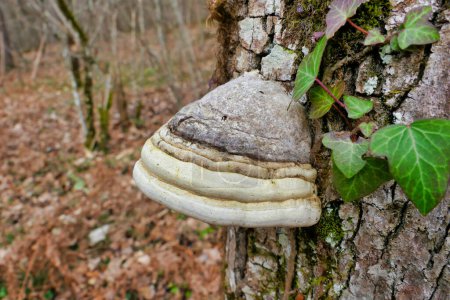 Ein schönes Exemplar von Fomes fomentarius (Huf- oder Tinder-Pilz), das in den Wäldern der Dordogne, Frankreich, gefunden wurde