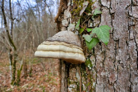 Ein schönes Exemplar von Fomes fomentarius (Huf- oder Tinder-Pilz), das in den Wäldern der Dordogne, Frankreich, gefunden wurde