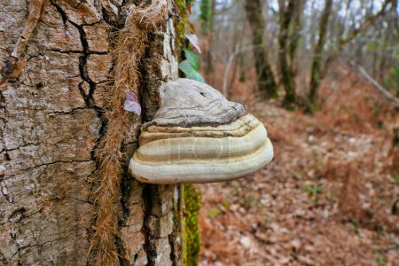 A beautiful specimen of Fomes fomentarius (Hoof or Tinder Fungus) found in the woods in Dordogne, France