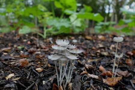 Photo for Coprinus lagopus (Hares Foot Inkcap) growing on a pile of wood chippings - Royalty Free Image