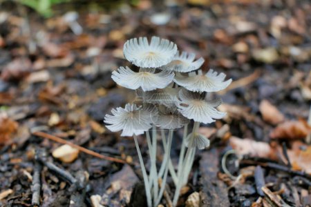 Coprinus lagopus (Hares Foot Inkcap) growing on a pile of wood chippings