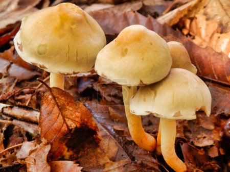 Hypholoma fasciculare (también conocido como penacho de azufre, penacho de azufre o leñador agrupado) que crece a través de la hojarasca de otoño.