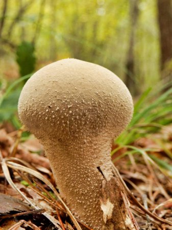 Stößelpuffball (Calvatia excipuliformis) vor einem Waldhintergrund