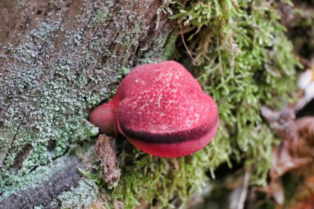 Beefsteak or Ox-tongue fungus aka Fistulina hepatica just emerging from an oak tree stump