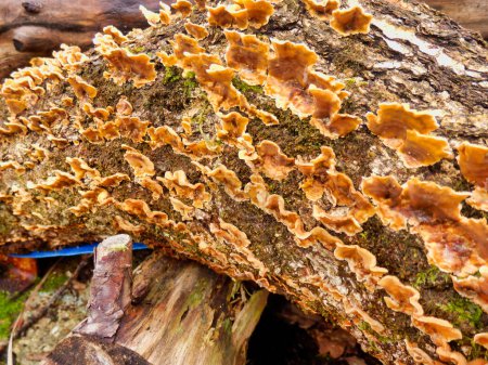Photo for Stereum Hirsutum, also known as Hairy Curtain Crust, growing on an old oak tree trunk - Royalty Free Image