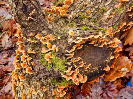 Stereum Hirsutum, also known as Hairy Curtain Crust, growing on an old oak tree trunk
