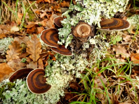 Chêne Mazegill Fungus aka Daedalea quercina sur une branche pourrie incrustée de lichen