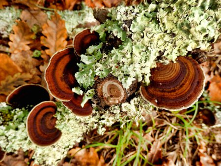 Photo for Oak Mazegill Fungus aka Daedalea quercina on a lichen encrusted rotten branch - Royalty Free Image