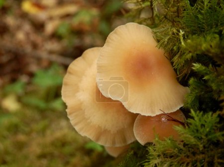 Gymnopus dryophilus (Russet Toughshank) growing alongside a moss covered tree trunk