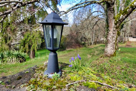 Uva Hyacinth aka Muscari, creciendo junto a una lámpara de patio al aire libre