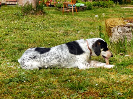 Hungry dog gnawing on a bone on a grassy terrace