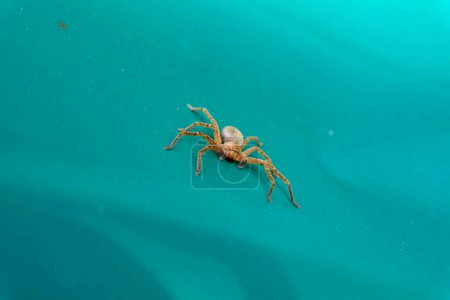 Téléchargez les photos : Olios argelasius (araignée chasseuse) sur une bâche verte - en image libre de droit