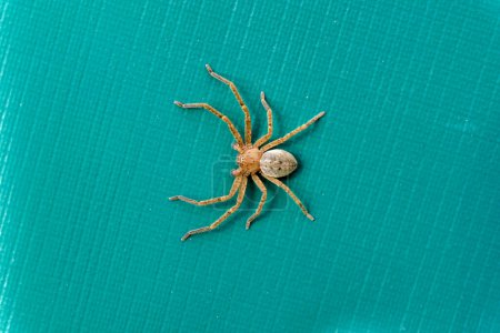 Olios argelasius (Huntsman Spider) on a green tarpaulin table cover
