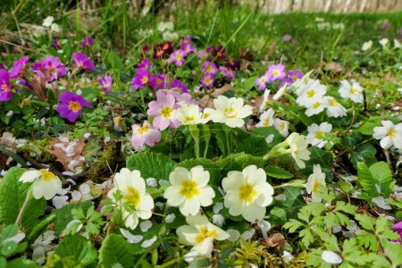 Colourful display of Primula (Primula vulgaris) growing wild in a French orchard
