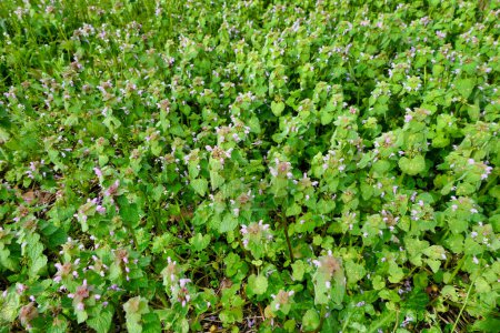 Un tapis de fleurs Lamium purpureum (Red Deadortle)