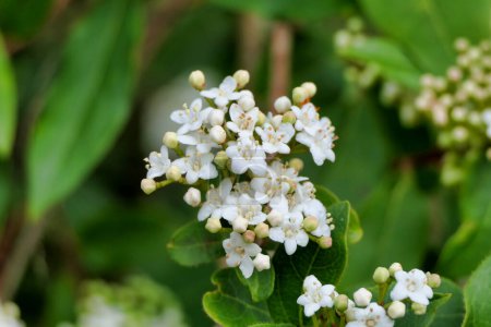Fleurs blanches brillantes de Vibernum tinus (Laurustinus)