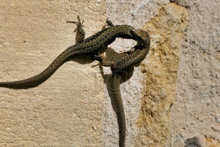 Close up of two male wall lizards (Podarcis muralis) in the middle of a fight