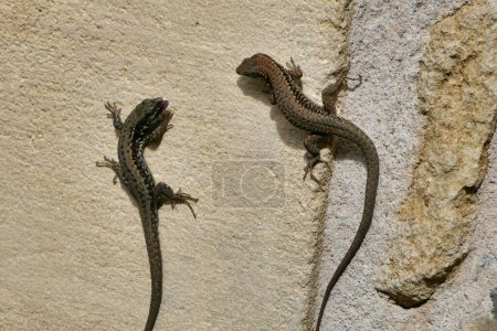Close up of two male wall lizards (Podarcis muralis) facing up to each other for a fight