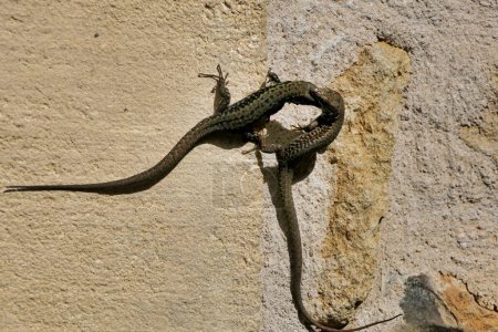 Acercamiento de dos lagartos de pared macho (Podarcis muralis) en medio de una pelea